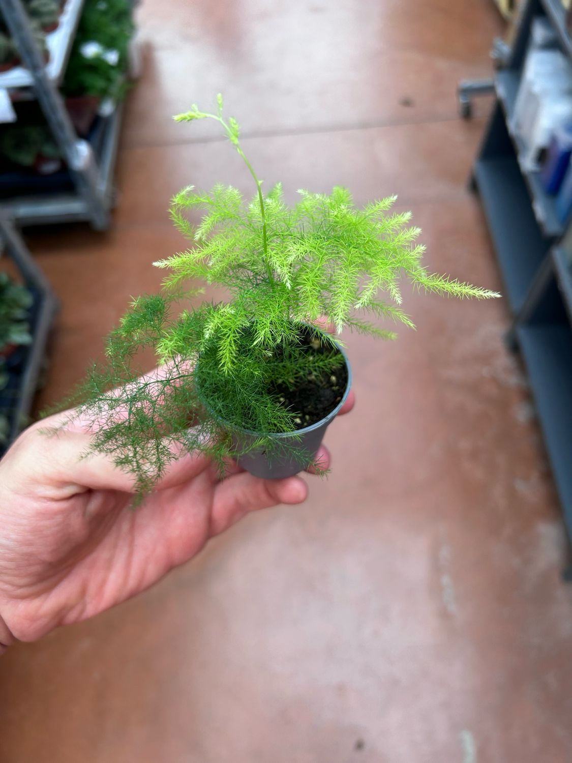 Cura dell'Asparagus Plumosus: guida completa per interni
