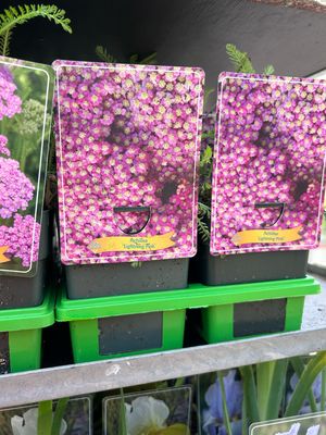 Achillea millefolium 'Lighting Pink', Achillea Millefoglio - vaso Ø 12cm quadrato