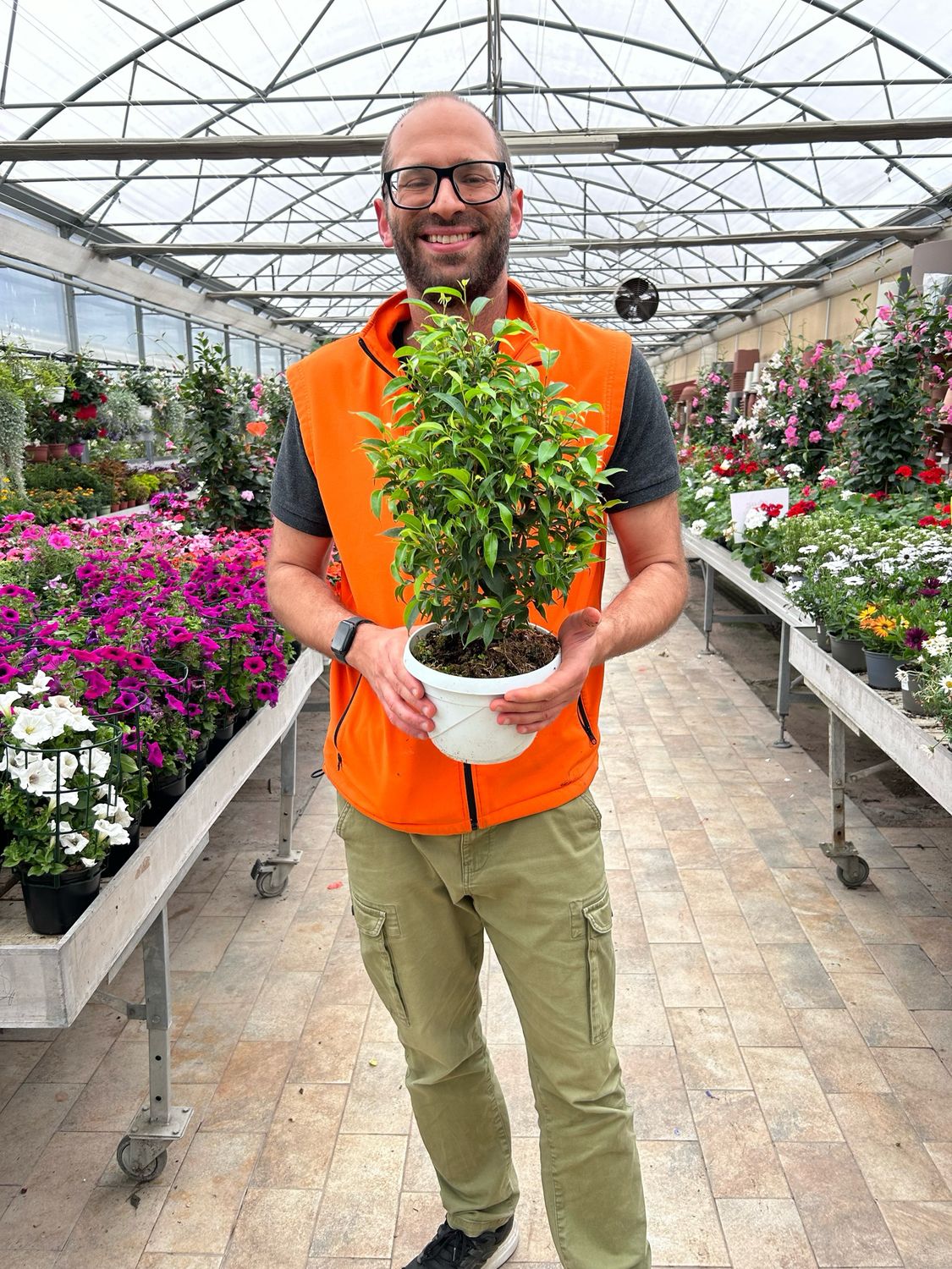 Ficus benjamina &#39;Natasja&#39; - vaso Ø18 cm