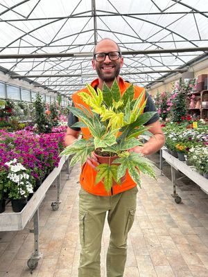 Fatsia japonica 'Spider's Web' - vaso Ø17 cm Fatsia japonica 'Spider's Web' - vaso Ø17 cm