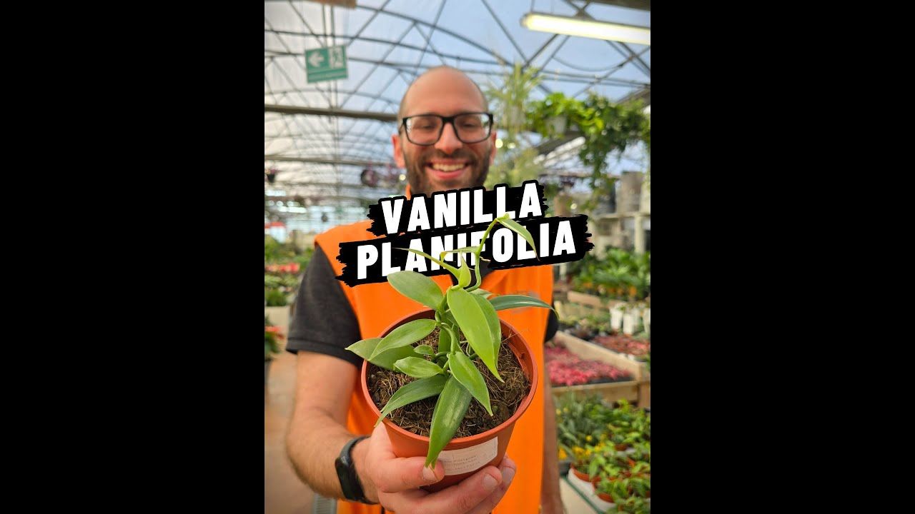 Orchidea vaniglia, Vanilla planifolia - vaso Ø12 cm