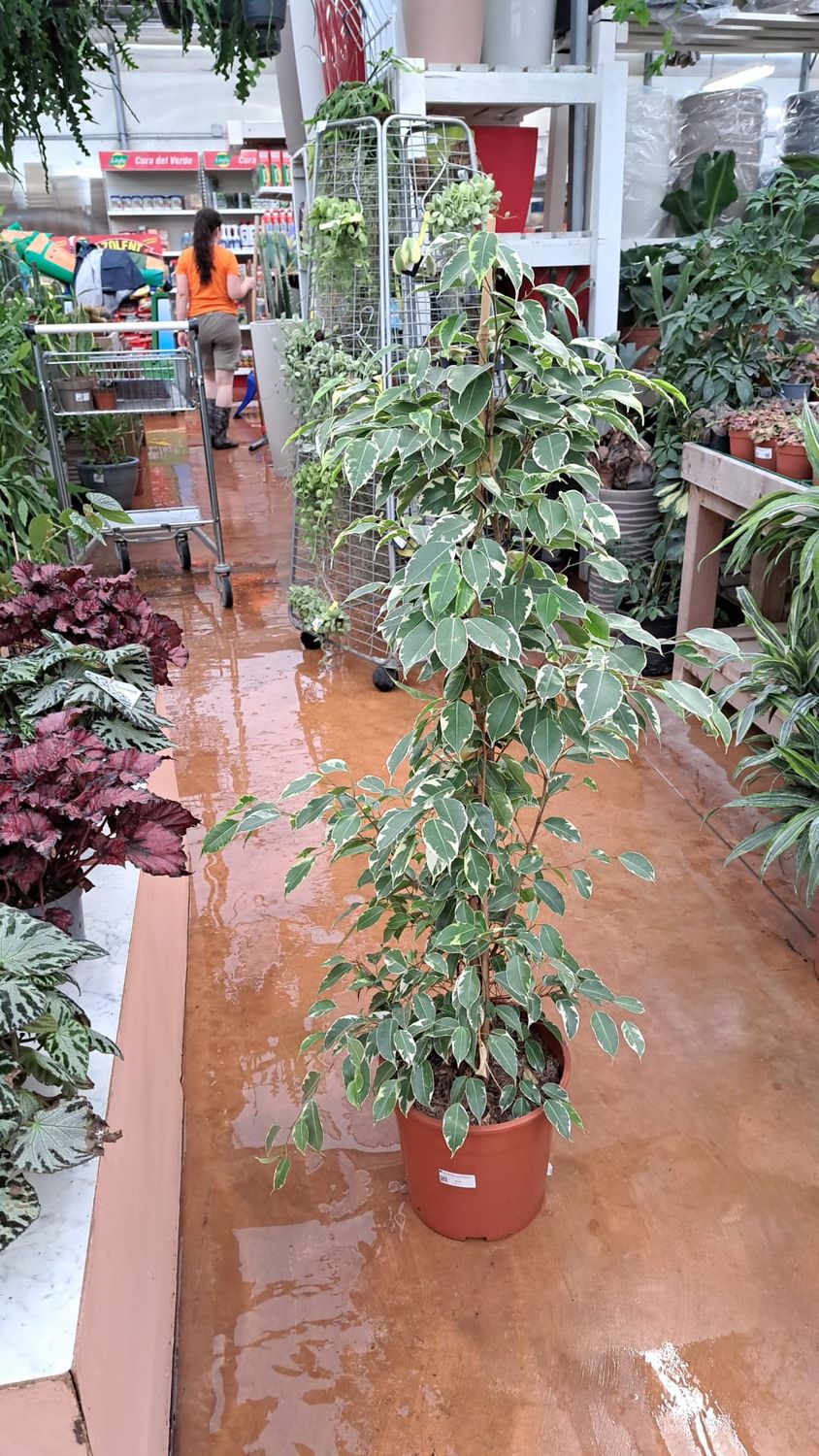Ficus benjamina &#39;Twilight&#39;, Ficus Benjamin - vaso Ø21 cm