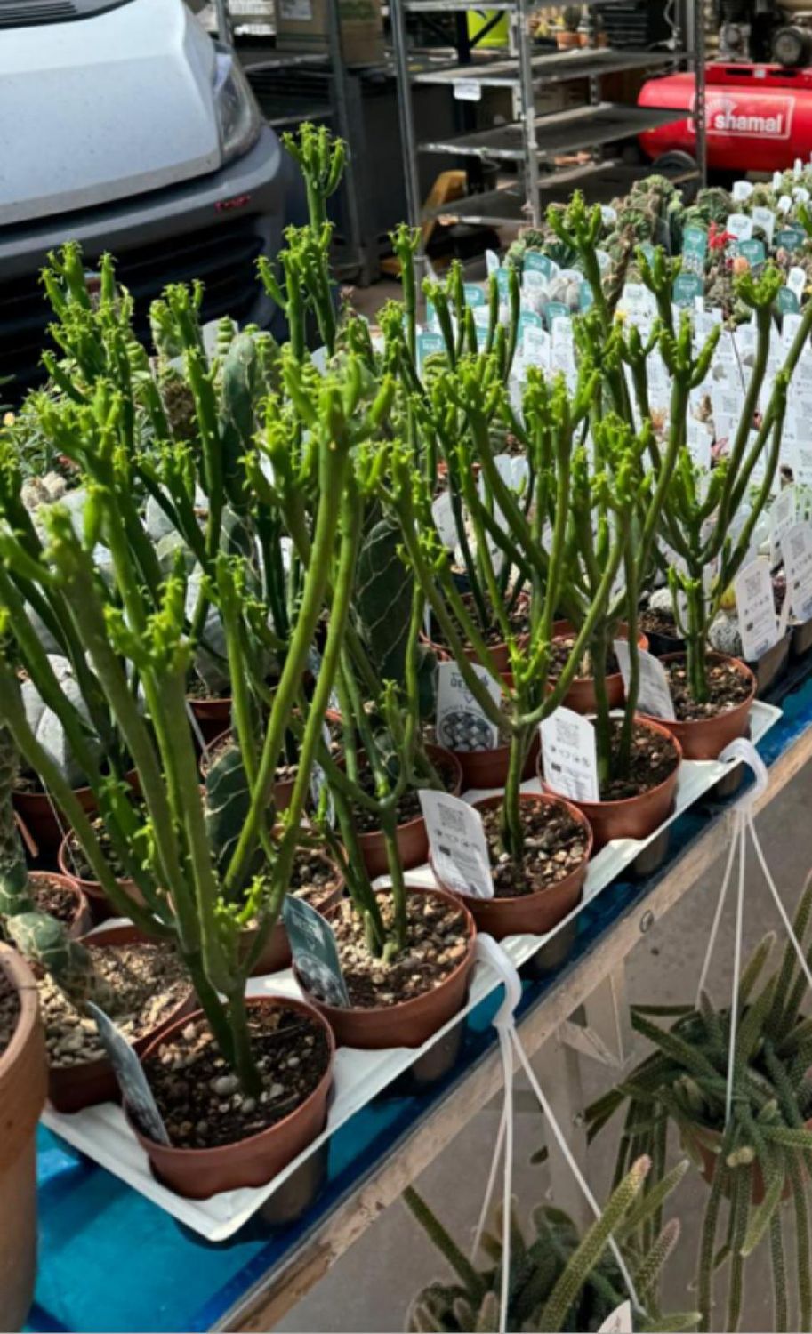 Euphorbia a coda di gatto, Euphorbia leucodendron - vaso Ø10,5 cm