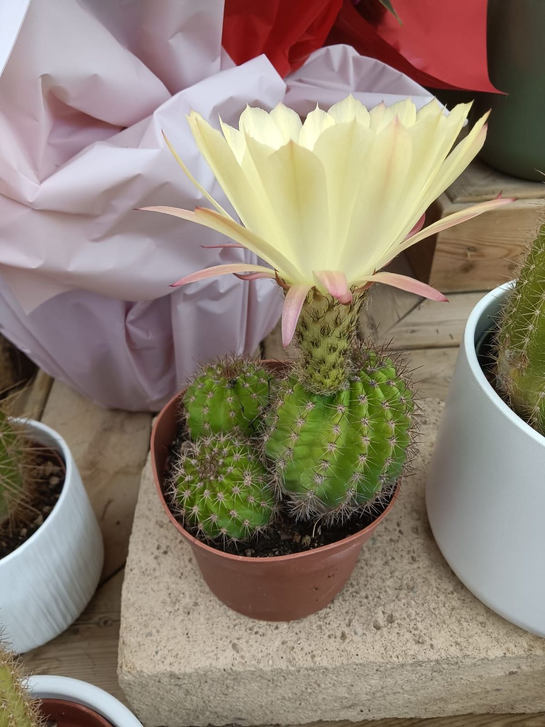 Trichocereus grandiflorus hybrid - vaso Ø14 cm