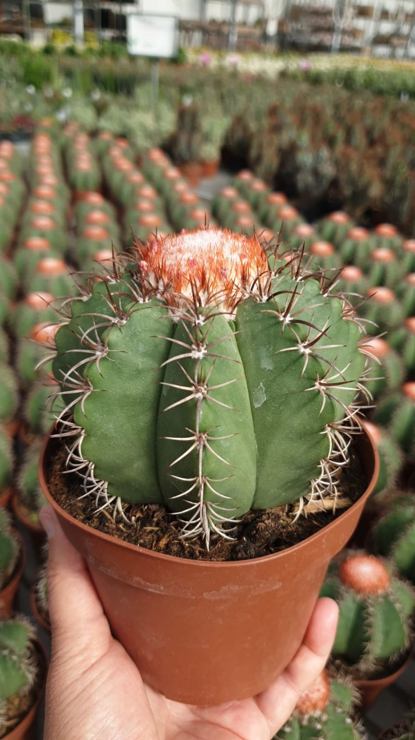 Melocactus Matanzanus - vaso Ø13 cm