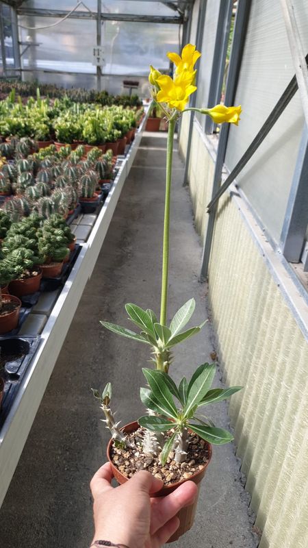 Pachypodium horombense - vaso Ø12 cm Pachypodium horombense - vaso Ø12 cm