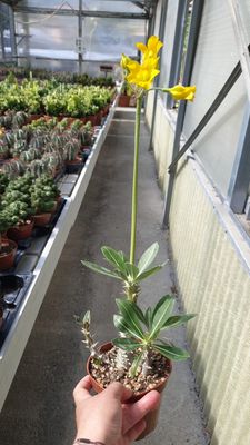 Pachypodium horombense - vaso Ø12 cm