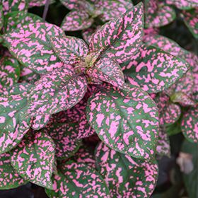 Hypoestes phyllostachya &#39;Confetti Compact Rose&#39; - vaso Ø8.5 cm