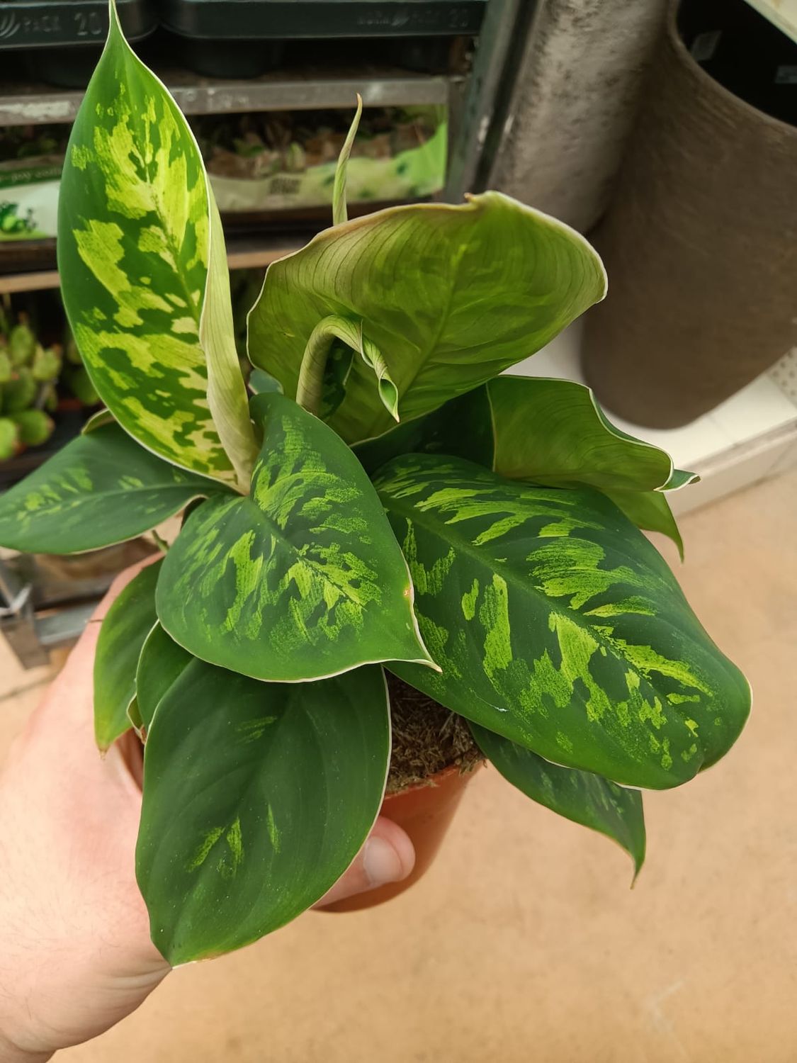 Homalomena wallisii &#39;Camouflage&#39; - vaso Ø14 cm