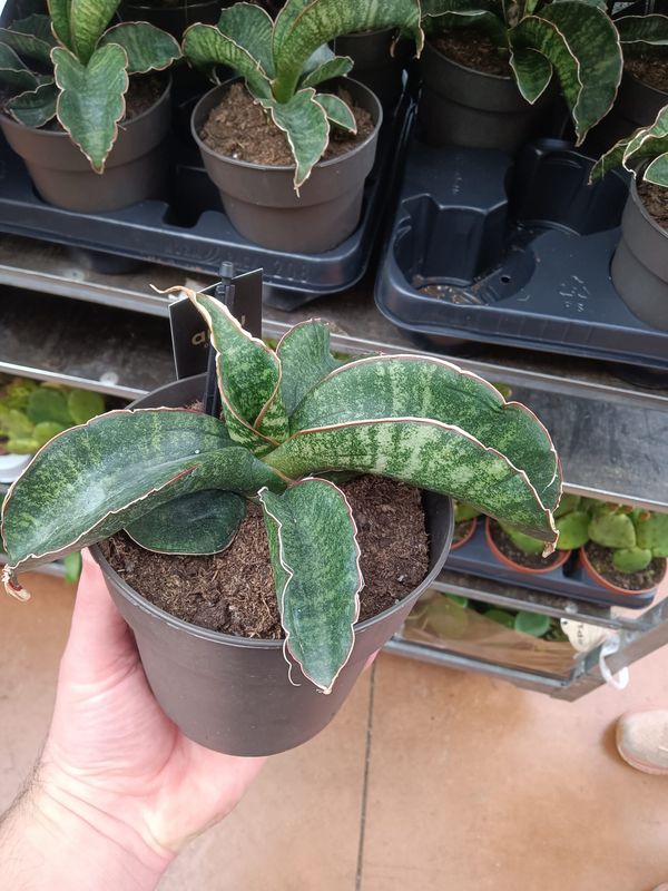 Sansevieria &#39;Star Tabby Green&#39; - vaso Ø12 cm