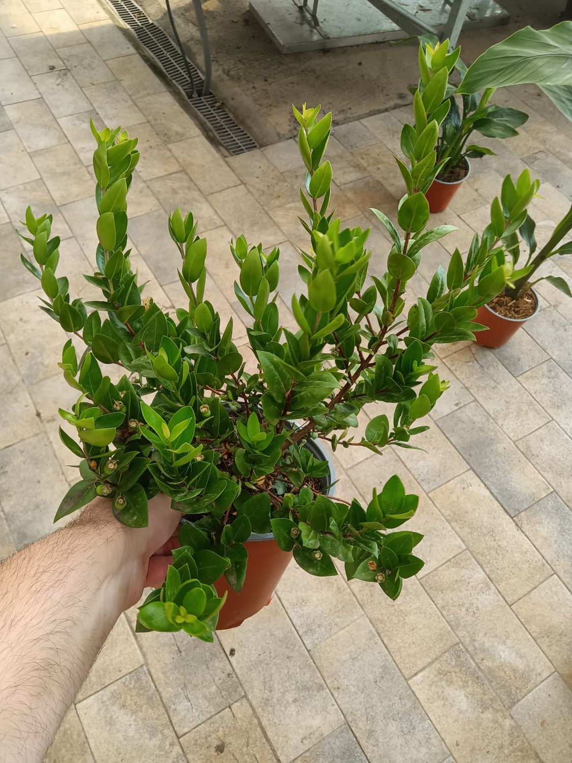 Mirto comune, Myrtus communis - vaso Ø19 cm