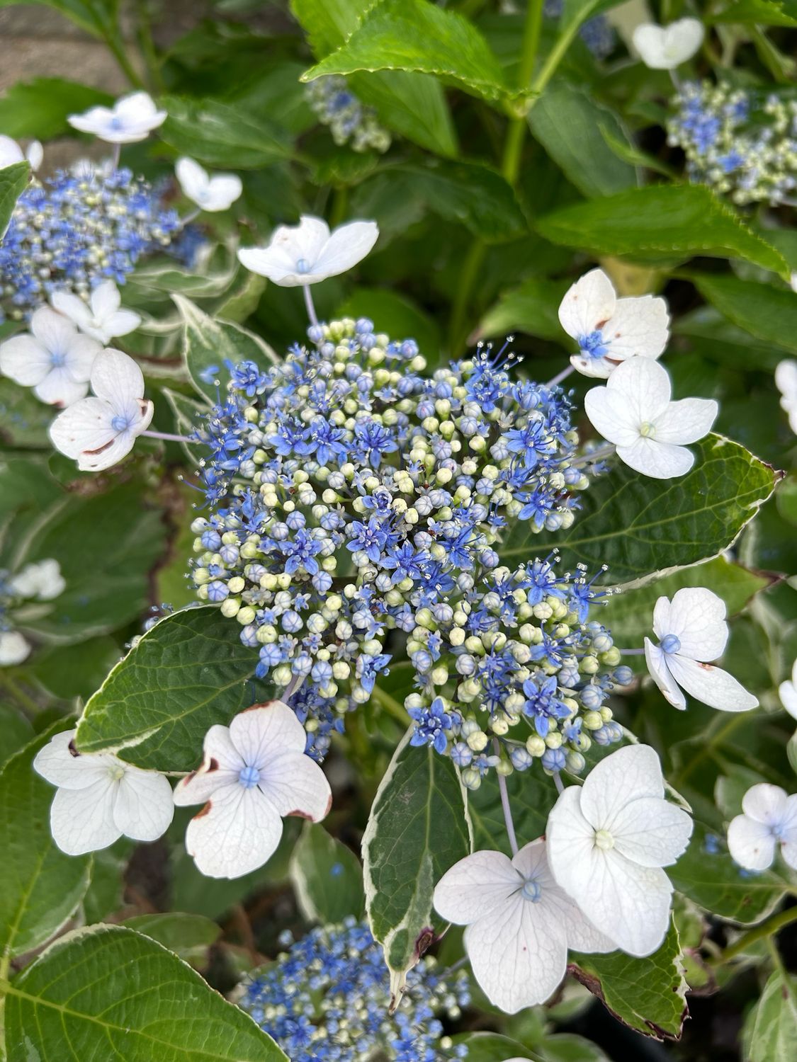 Hydrangea macrophylla variegata &#39;Teller&#39; - Ortensia &#39;Teller&#39; variegata - vaso Ø24 cm