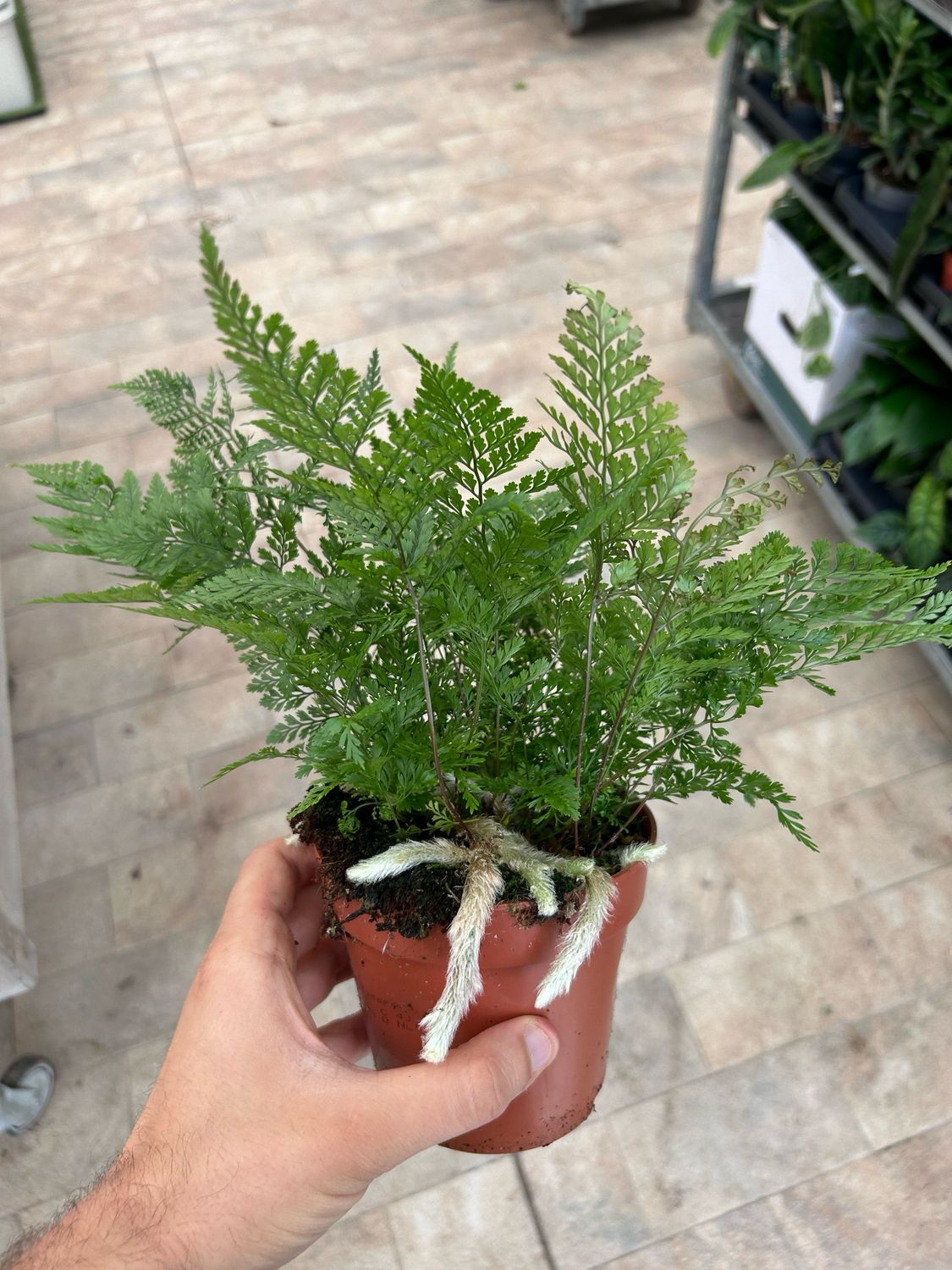 Felce zampa di Lepre, Humata tyermannii - vaso Ø12 cm