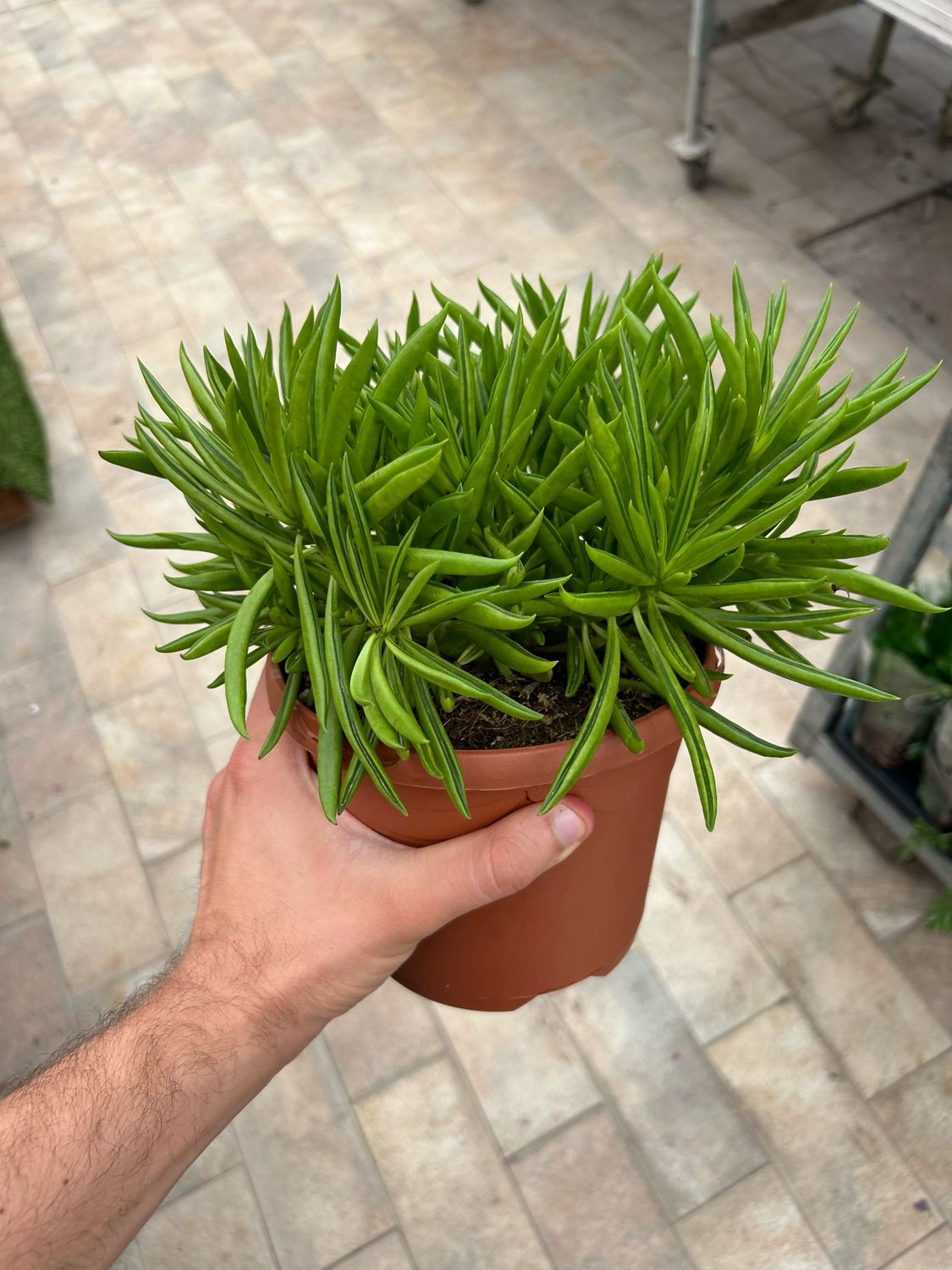 Senecio archeri &#39;Himalaya&#39; - vaso Ø17 cm