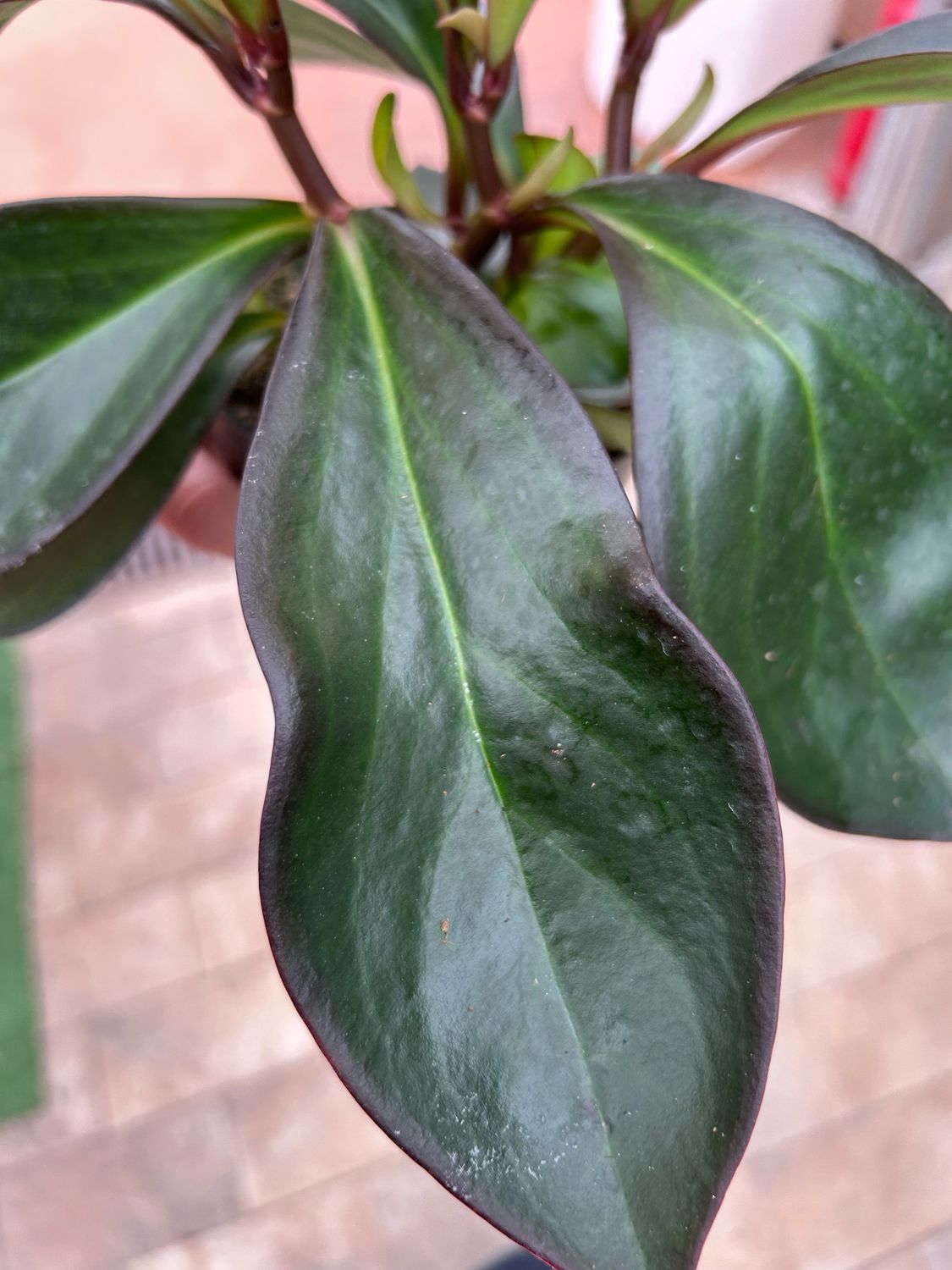 Peperomia clusiifolia &#39;Red Margin&#39; - vaso Ø11 cm