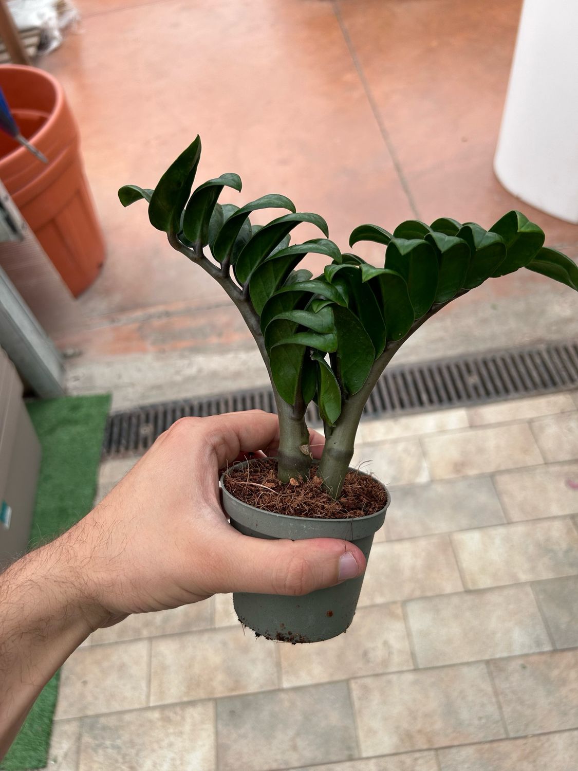 Zamioculcas zamiifolia &#39;Zenzi&#39; - vaso Ø9 cm