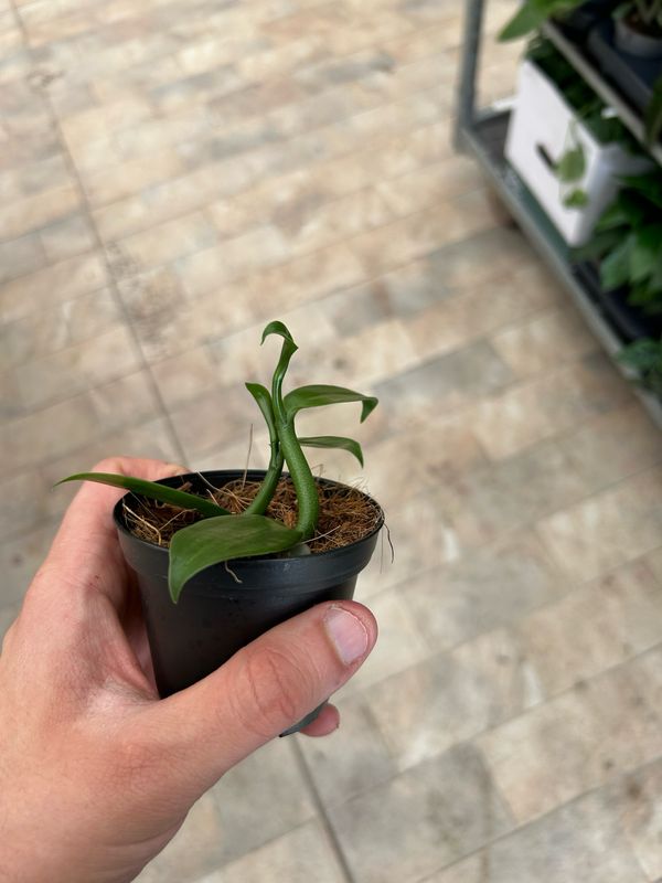 Orchidea vaniglia, Vanilla planifolia - vaso Ø9 cm