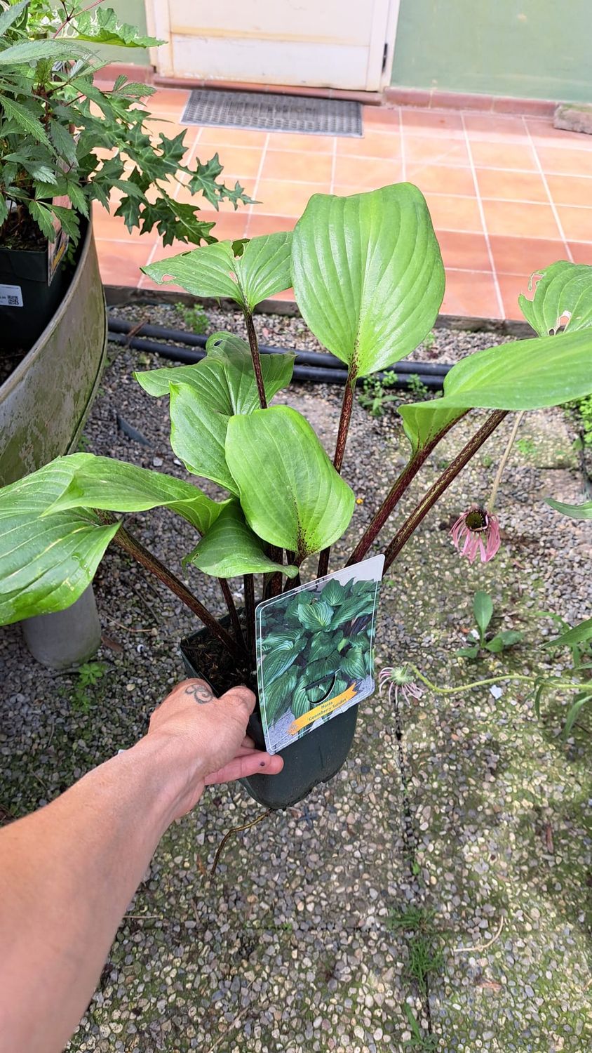 Hosta &#39;Gooseberry&#39; - vaso 13 cm quadrato