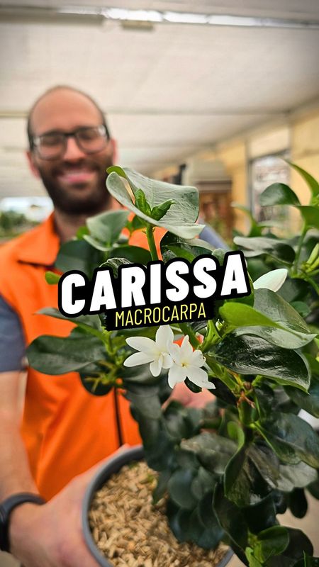 Carissa macrocarpa, Prugna del natal, Gelsomino Africano - vaso Ø18 cm