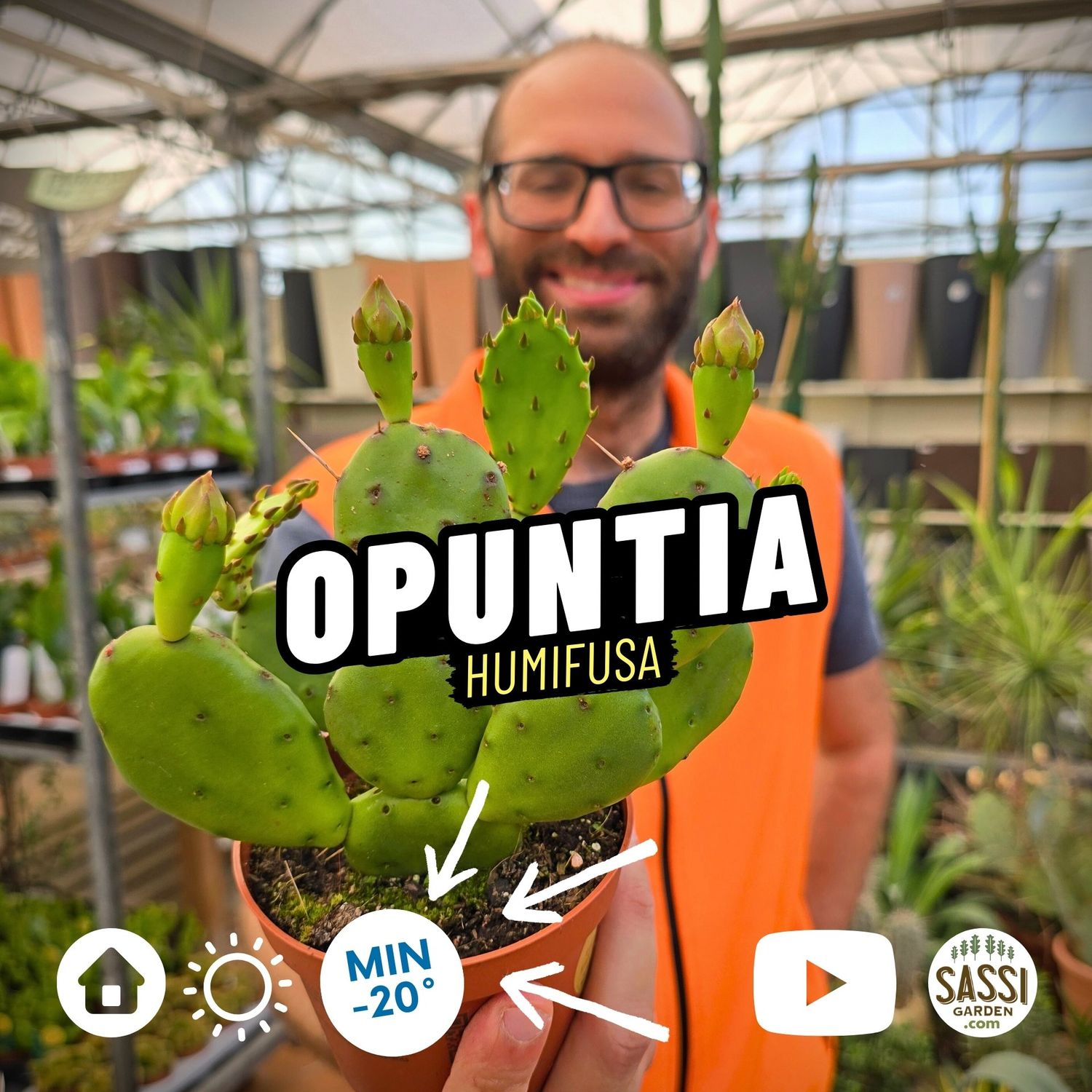 Opuntia Humifusa, Fico d&#39;India Nano - vaso Ø10.5 cm