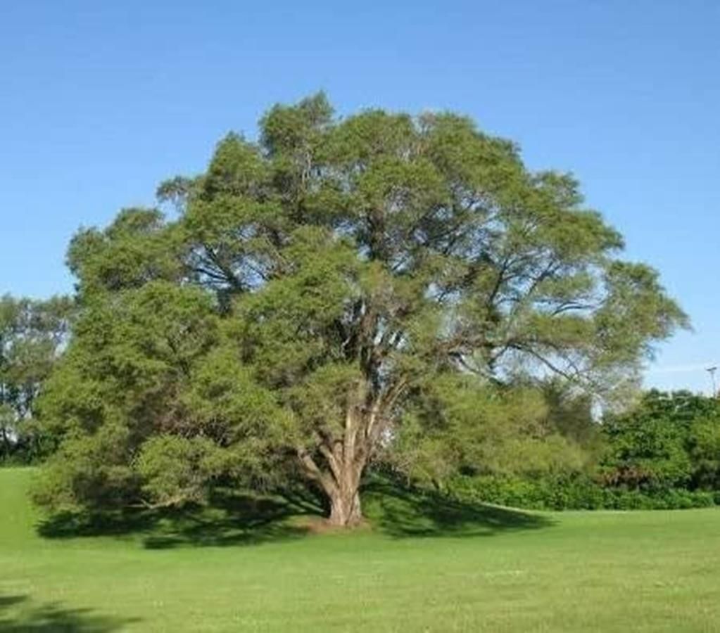 Olmo Siberiano, Ulmus Pumila - vaso Ø18 cm, h 110 cm