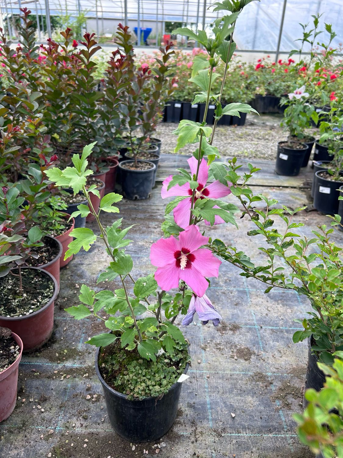 Ibisco, Hibiscus syriacus &#39;Woodbridge&#39; - vaso 19