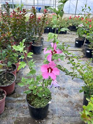 Ibisco, Hibiscus syriacus 'Woodbridge' - vaso Ø19 cm Ibisco, Hibiscus syriacus 'Woodbridge' - vaso Ø19 cm