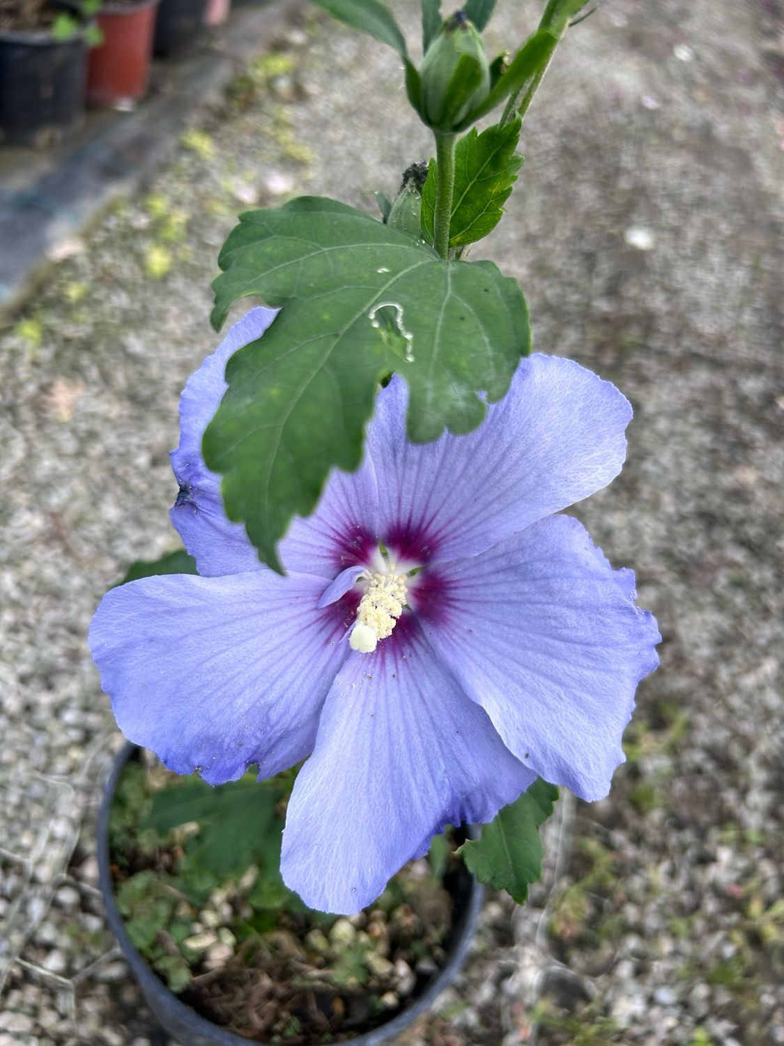 Ibisco, Hibiscus syriacus &#39;Oiseau Bleau&#39; - vaso Ø18 cm