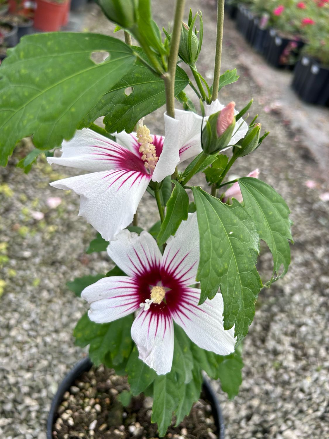 Ibisco, Hibiscus syriacus &#39; French Point &#39; - vaso 19