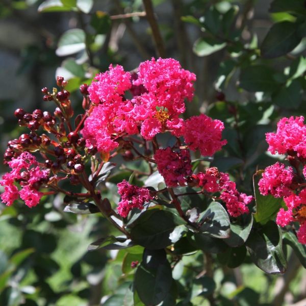 Lagerstroemia indica &#39;Pink Velours&#39;, Lagerstroemia indica, Mirto crespo - vaso Ø 18 cm, h 50
