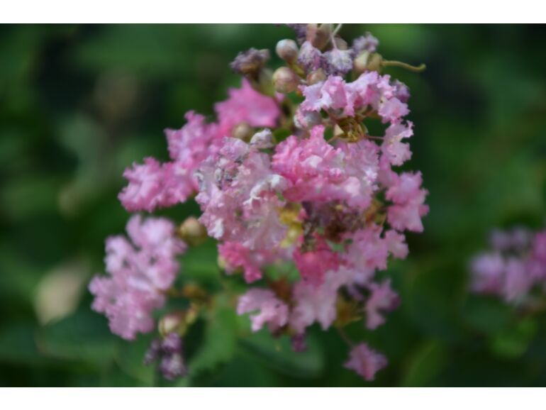 Lagerstroemia indica &quot; Gaby rose&quot; - Lagerstroemia indica , Mirto crespo - vaso Ø 18 cm H 80 cm ( varietà compatta )