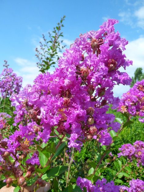 Lagerstroemia indica &#39;Violacea&#39;, Mirto crespo - vaso Ø18 cm