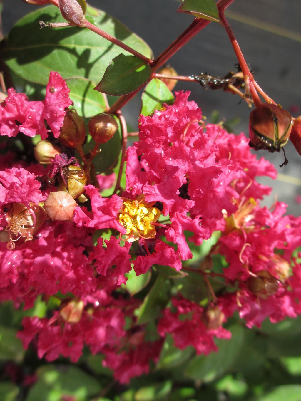 Lagerstroemia indica &#39;Watermelon&#39;, Mirto crespo - vaso Ø18 cm, h 80 cm