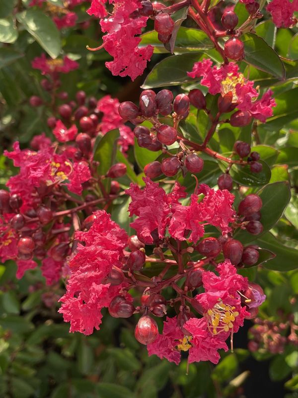 Lagerstroemia indica &#39;Victor&#39;, Mirto crespo  (varietà compatta) - vaso Ø18 cm, h 80 cm