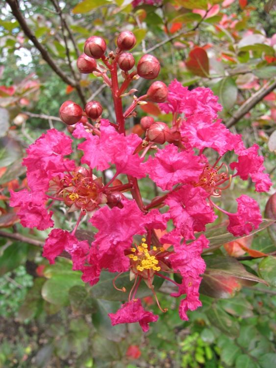 Lagerstroemia indica &#39;Coccinea&#39;, Lagerstroemia indica, Mirto crespo - vaso Ø18 cm, h 80 cm