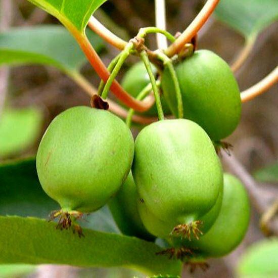 Actinidia arguta &#39;Issai&#39;, Actinidia Arguta Mini-kiwi Issai senza pelo - Maschio del Kiwi Ken&#39; s red - Autofertile - vaso Ø26 cm H 190