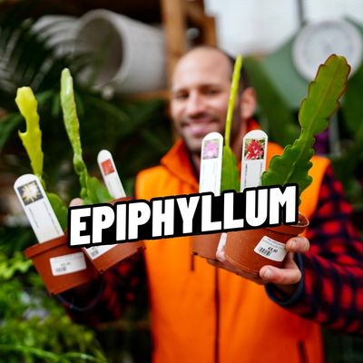 EPIPHYLLUM