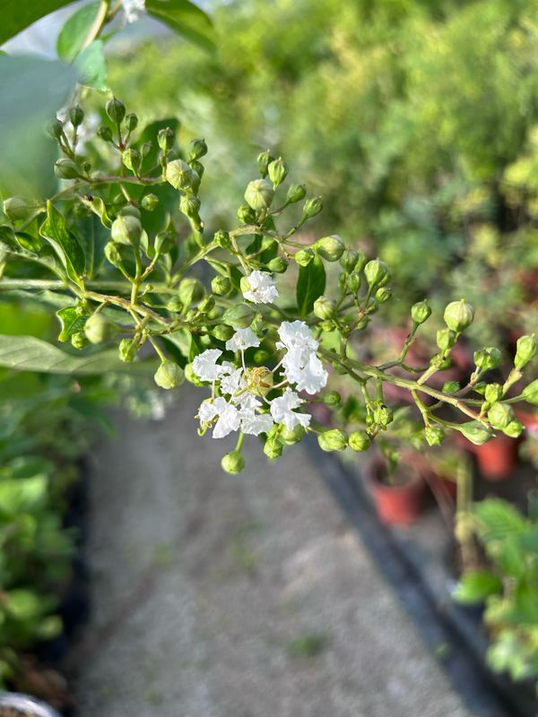 Lagerstroemia indica &#39;Natchez&#39;, Lagerstroemia indica, Mirto crespo - vaso Ø24 cm
