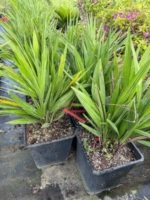 Palma Nana, Chamaerops Humilis - vaso Ø24 cm