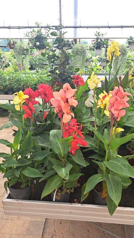 Canna indica, Canna indiana Canna brasiliensis &#39;Mango&#39; - vaso Ø17 cm