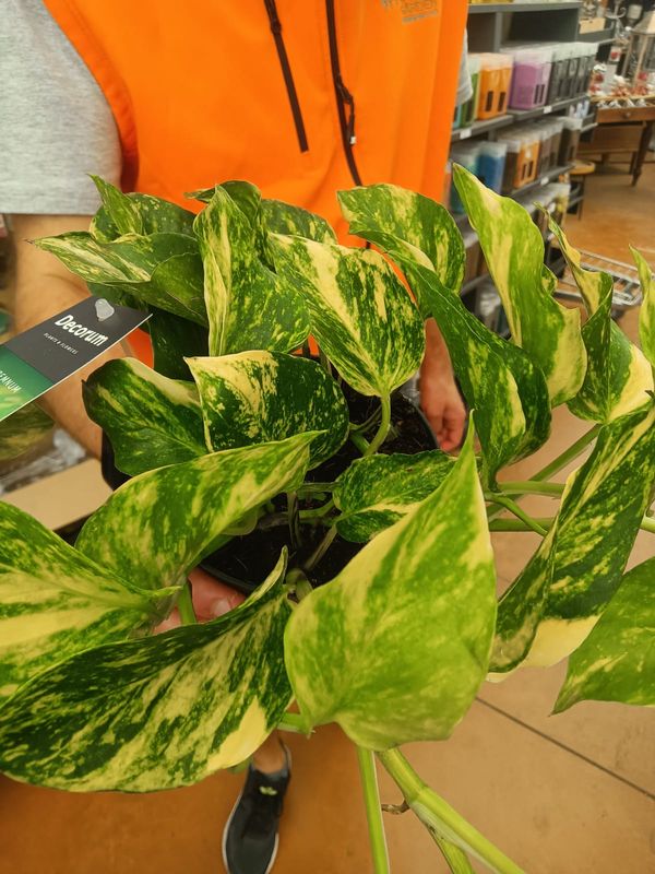 Pothos N&#39;joy Gold, Epipremnum pinnatum, Potus, Potos, Pothos, Photus - vaso Ø12 cm