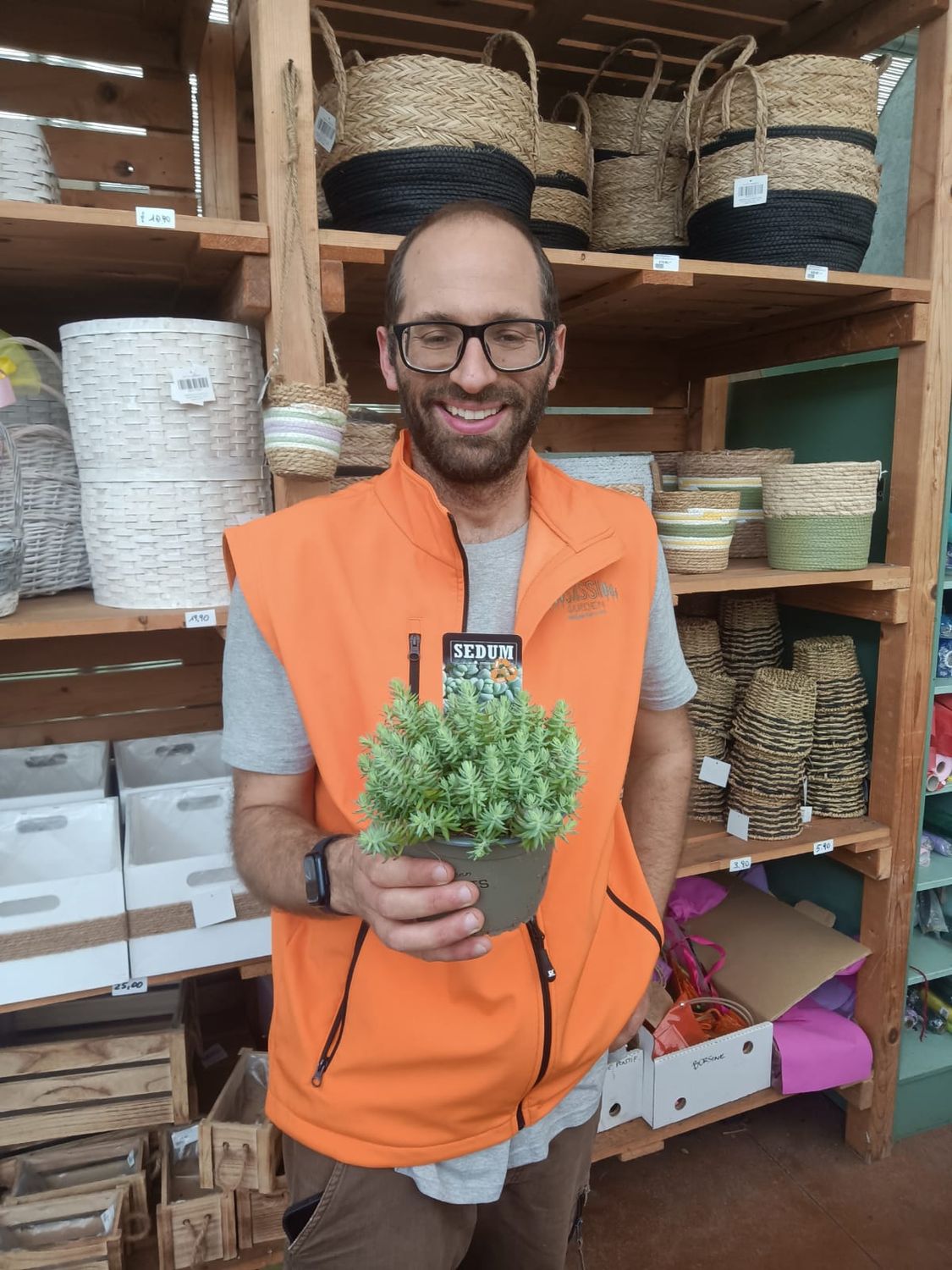 Sedum reflexum &#39;Argenteum&#39; - vaso Ø12 cm