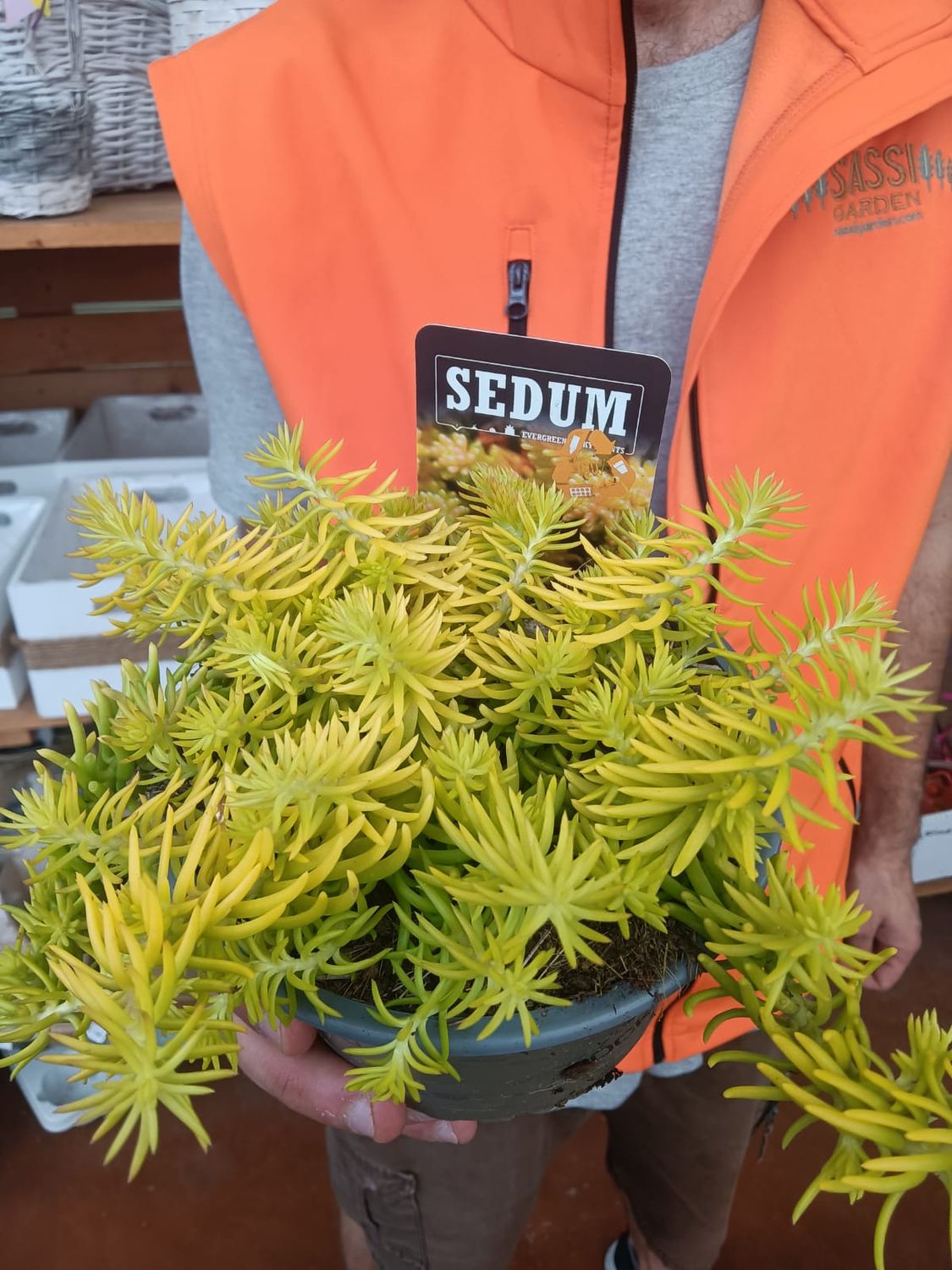 Sedum Reflexum &#39;Angelina&#39; - vaso Ø13 cm