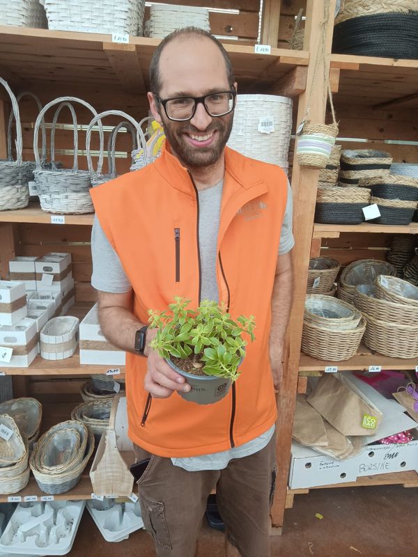 Sedum kamtschaticum variegatum - vaso Ø13 cm