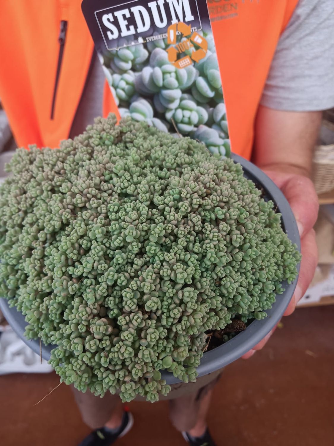 Sedum dasyphyllum - vaso Ø14 cm