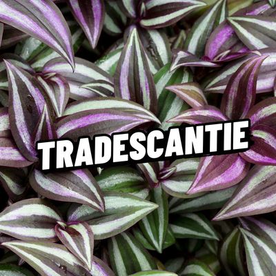 TRADESCANTIA