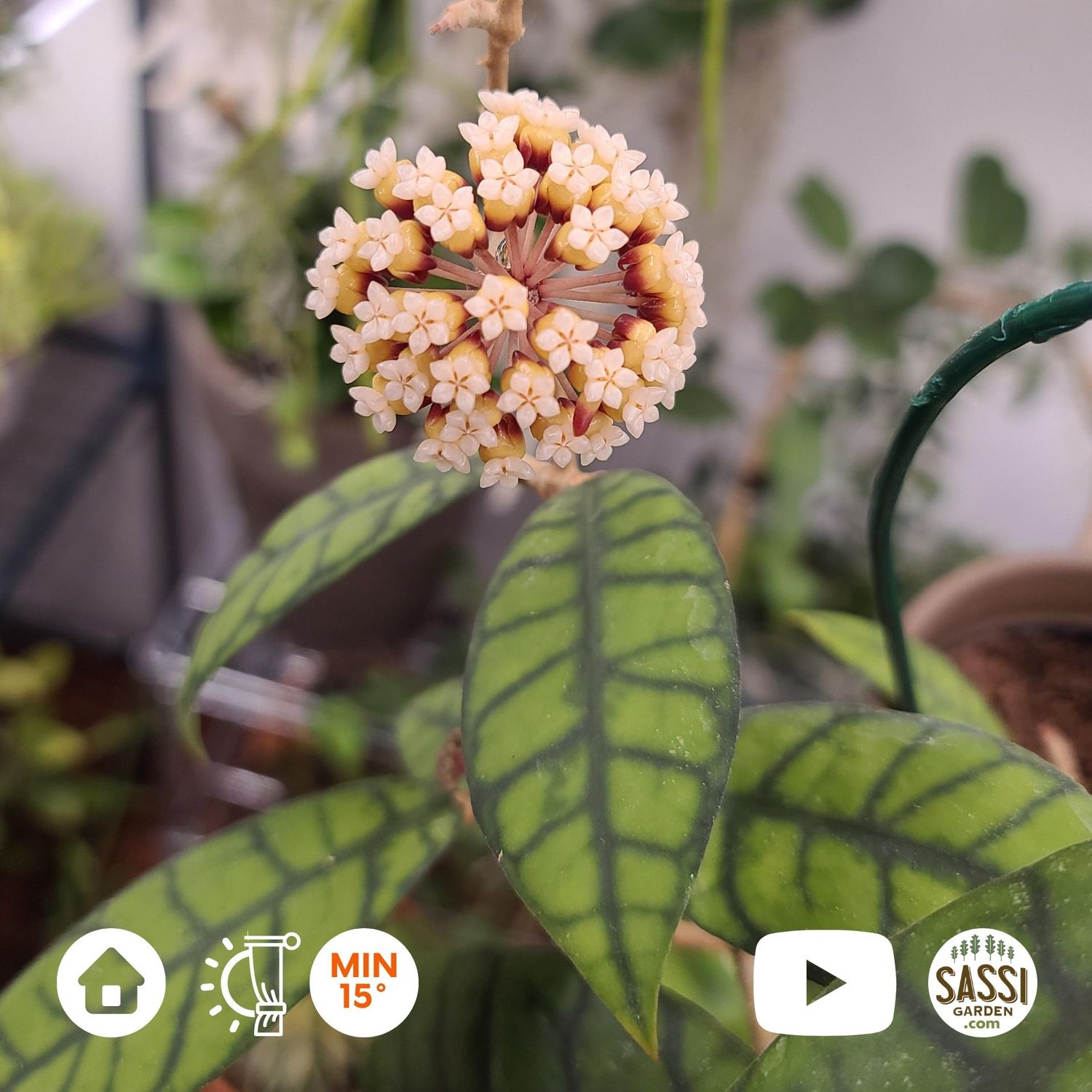 Hoya Callistophylla, callistofilla - Basket Ø18 cm