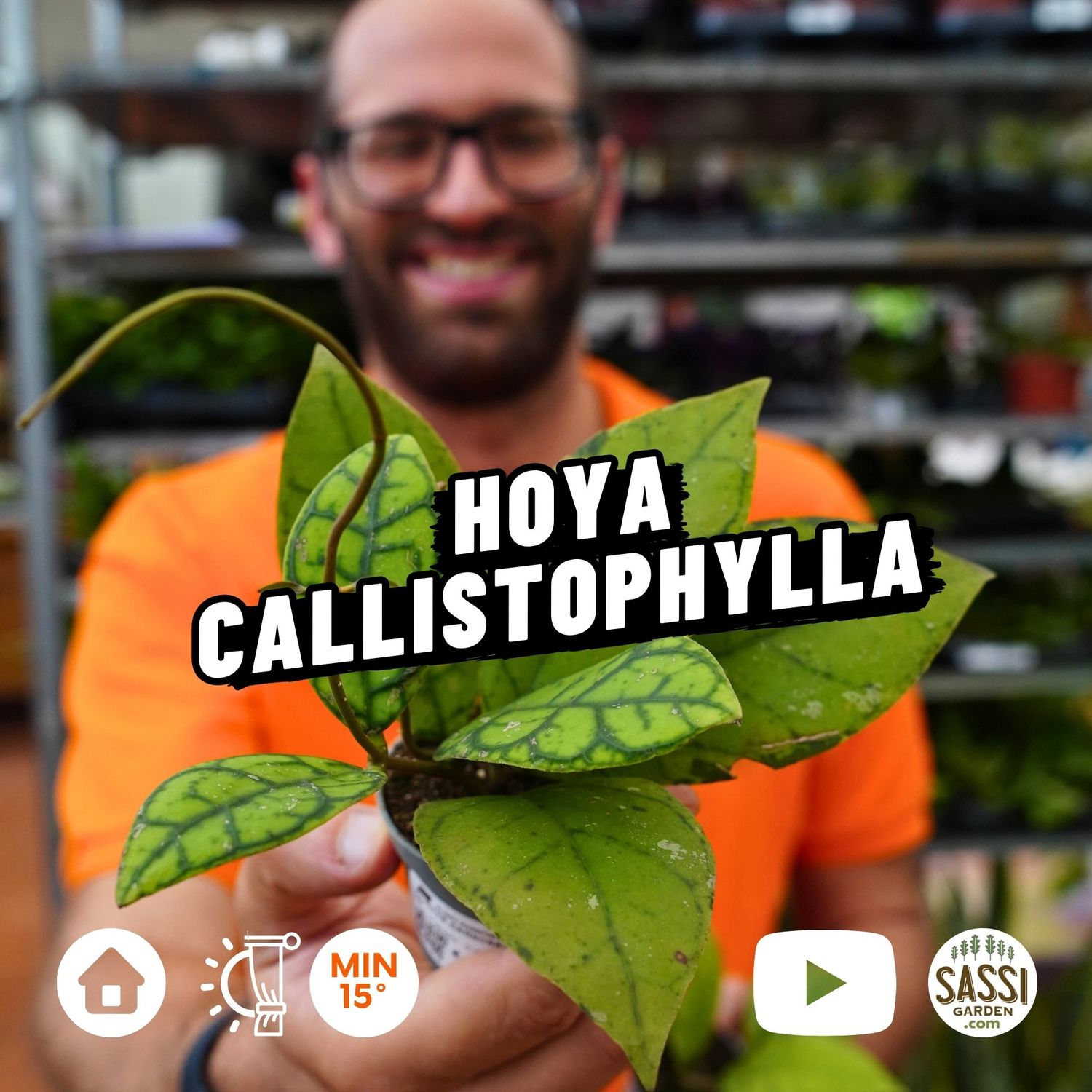 Hoya Callistophylla, Callistofilla, 3 foglie - vaso Ø5,5 cm