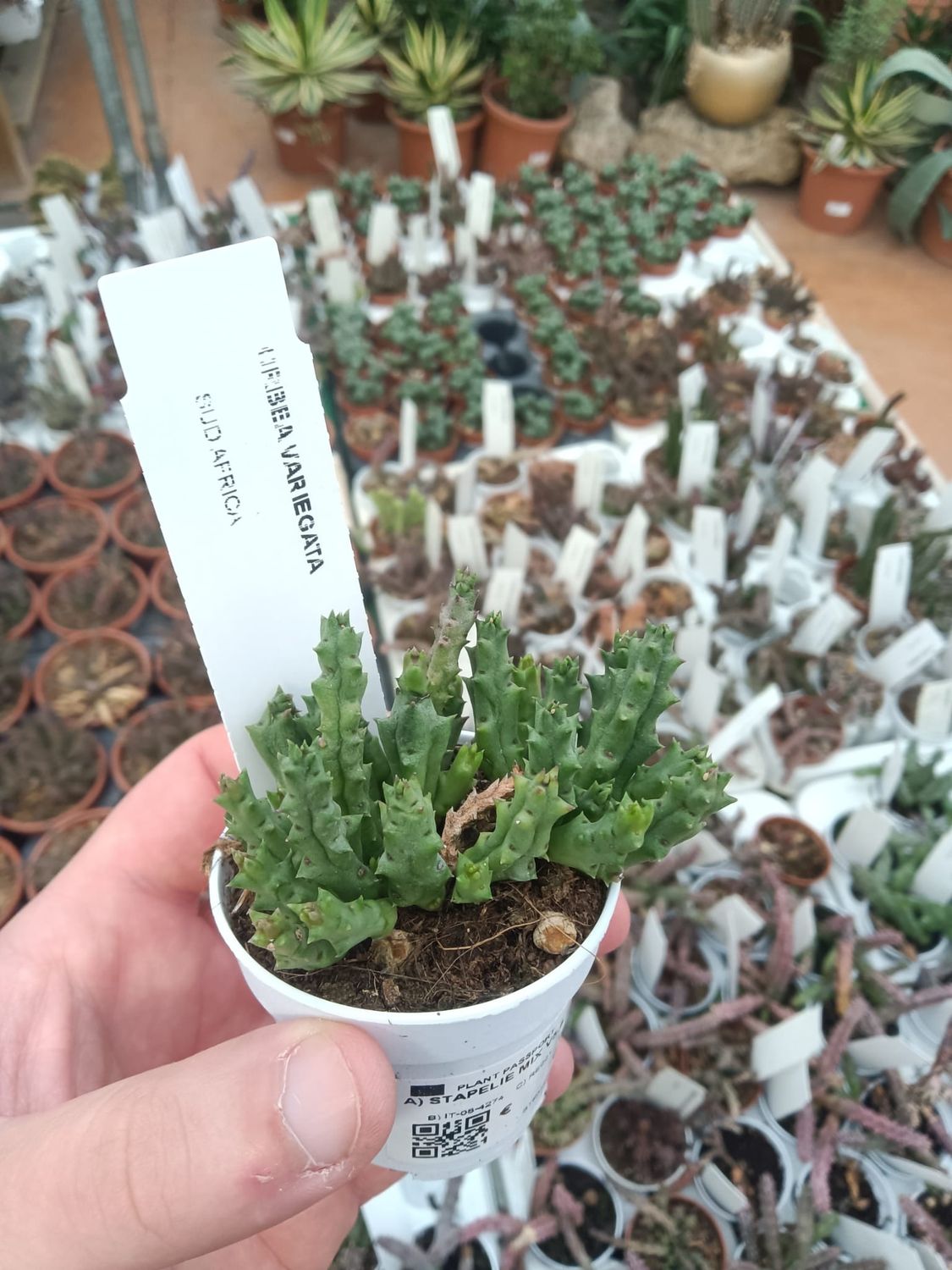 Stapelia, Orbea Variegata - vaso Ø5 cm