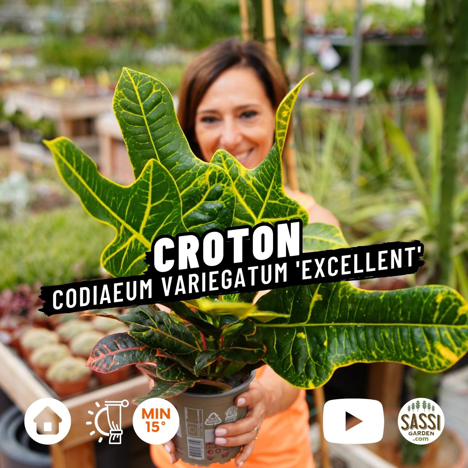 Croton, Codiaeum variegatum &#39;Excellent&#39; - vaso Ø12 cm